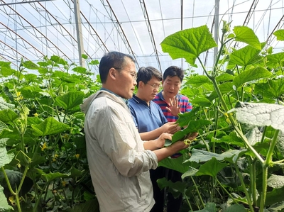 山東省農(nóng)業(yè)技術(shù)推廣中心 系統(tǒng)著力抓夏管，強(qiáng)化服務(wù)促豐收